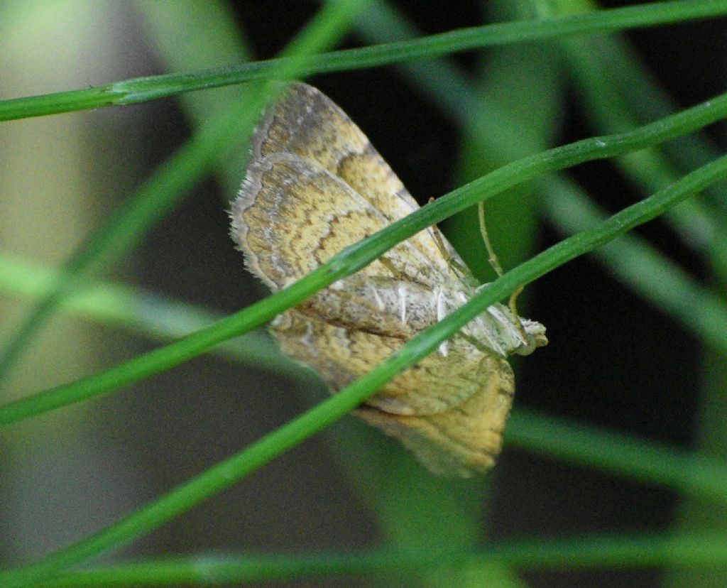 Camptogramma bilineata - Geometridae